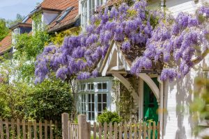 View of the wisteria